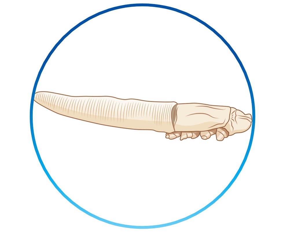 Demodex