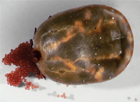 Female Tick Lays Egg