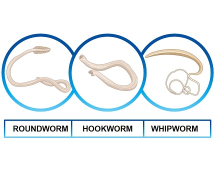 Roundworm Hookworm Whipworm