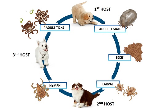 Tick Life Cycle