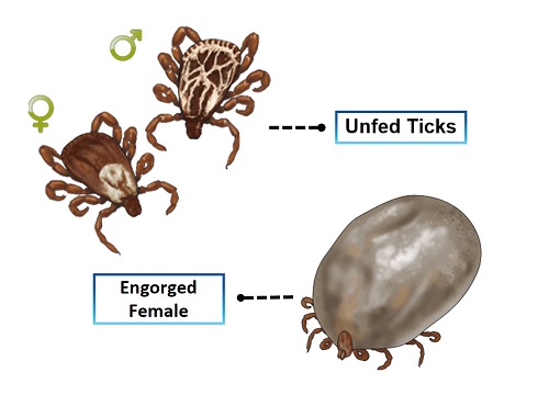 Unfed Tick vs Engorged Tick